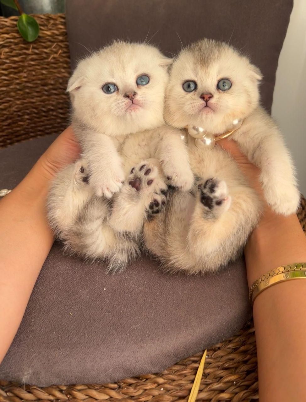 بچه گربه های اصیل و نایس( ایران کتز)|گربه|اصفهان, احمدآباد|دیوار