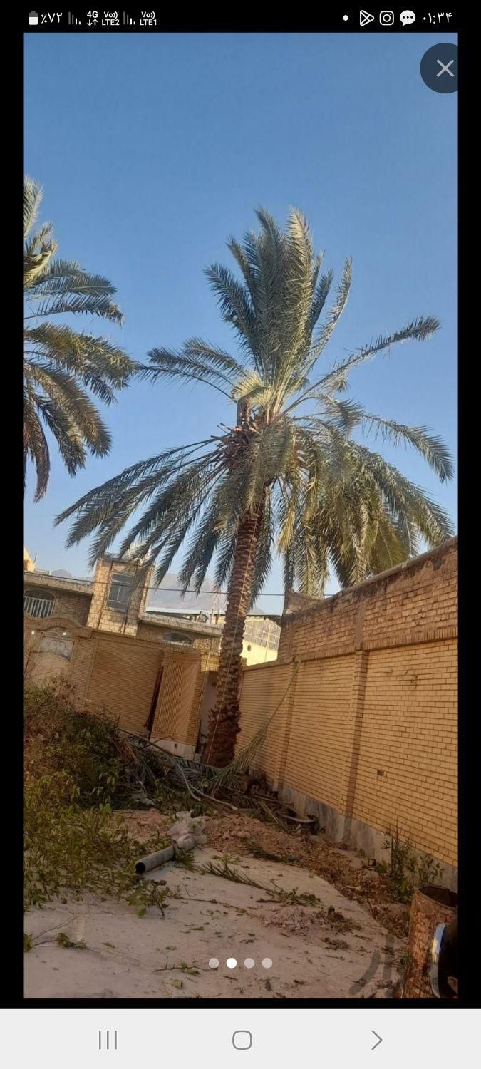 خریدوقطع نخل و درخت|خدمات باغبانی و درختکاری|جهرم, |دیوار