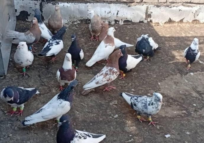 کفتر|پرنده|کرج, گلستان|دیوار