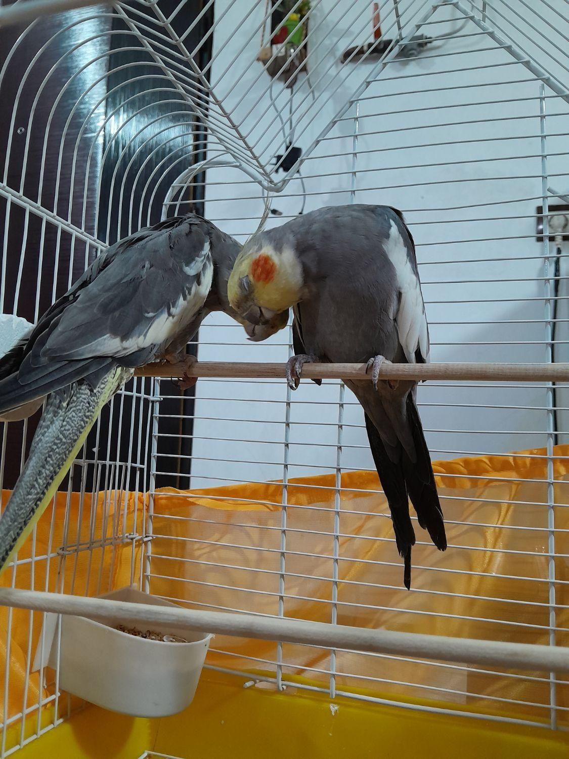 طوطی  نر و ماده|پرنده|سنگر, |دیوار