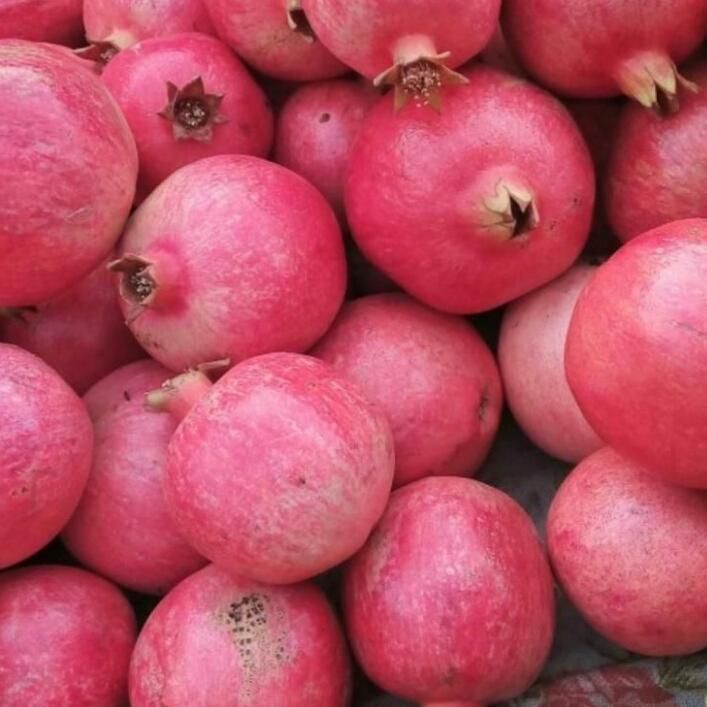 نهال انار گلدانی مرغوب|گل و گیاه طبیعی|زرندیه, |دیوار