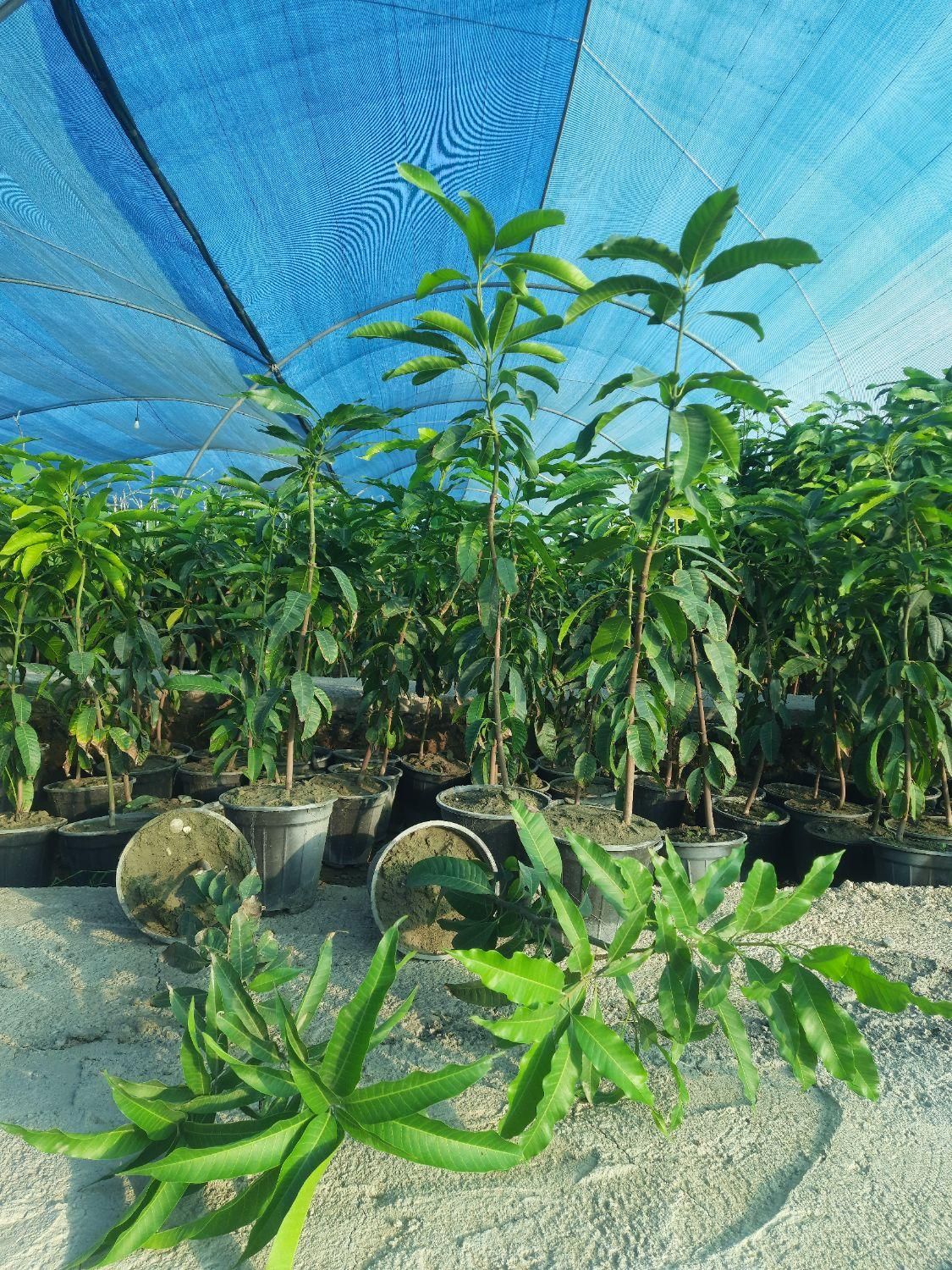 نهال انبه پیوندی در نهالستان پایندان|خدمات باغبانی و درختکاری|بندرعباس, |دیوار