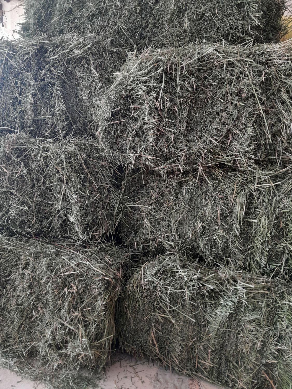 یونجه|حیوانات مزرعه|آباده, |دیوار