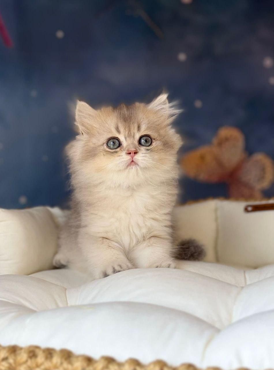 بازیگوش های خوشگل|گربه|سنندج, |دیوار