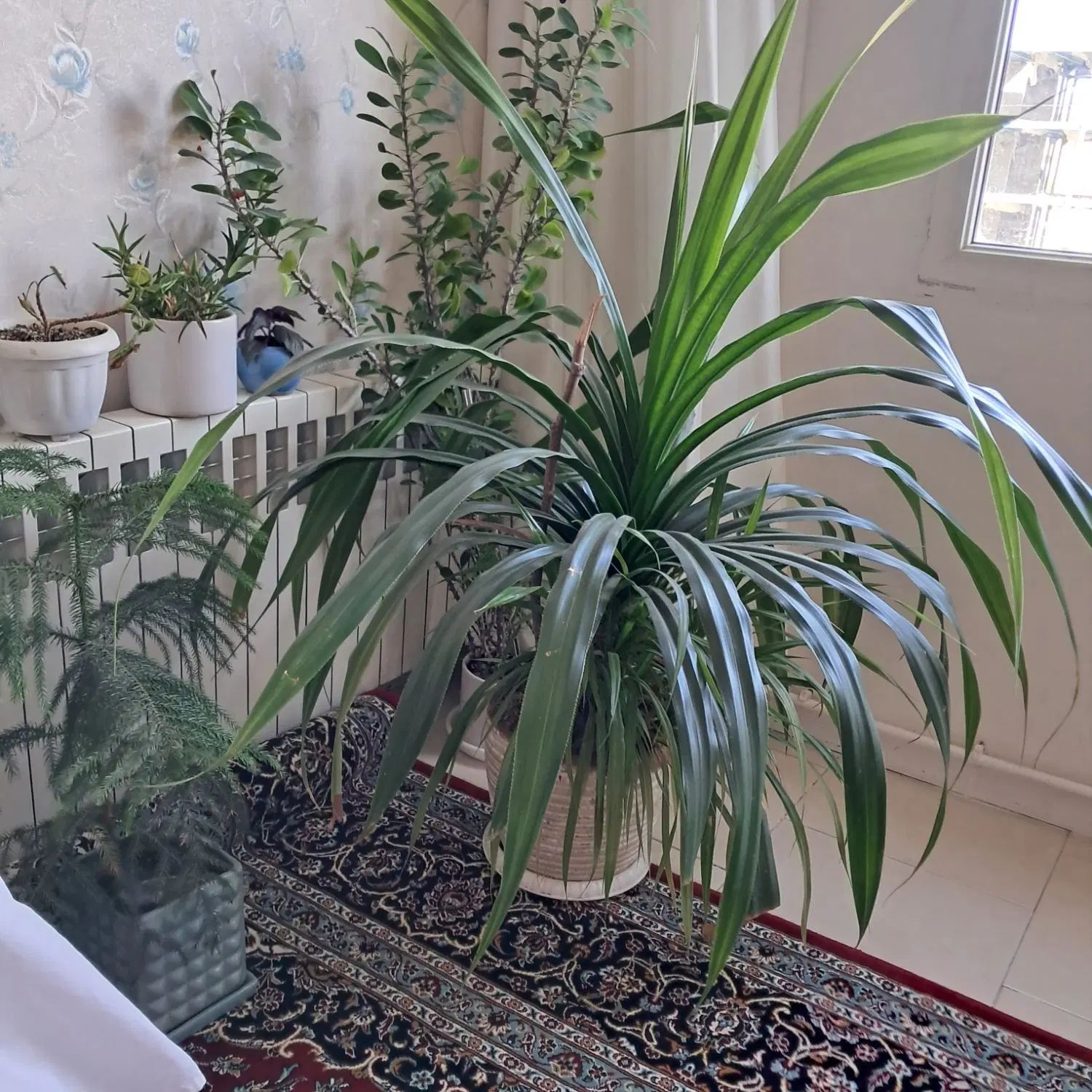 گل پاندادوس|گل و گیاه طبیعی|مشهد, شهرک صنعتی مشهد|دیوار
