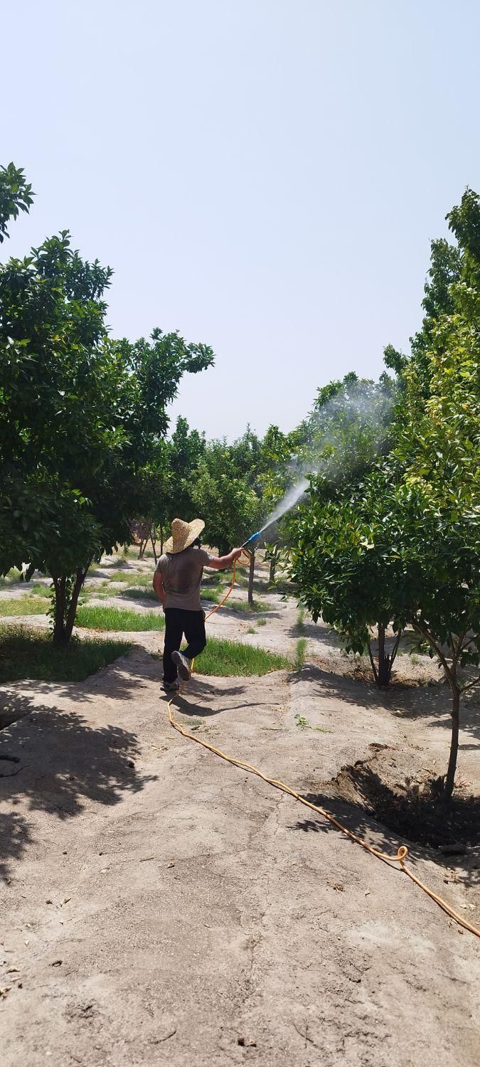 سمپاشی باغ و درختان میوه توسط مرکز خدمات سم پاشی|خدمات باغبانی و درختکاری|کرمانشاه, |دیوار