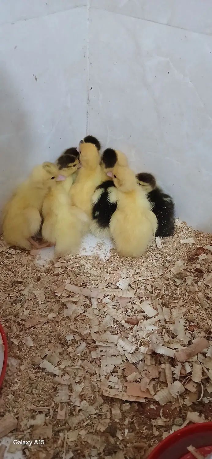 جوجه اردک اسرائیلی نیمچه اردک اسرائیلی ونمیچه غاز|حیوانات مزرعه|آزادشهر, |دیوار