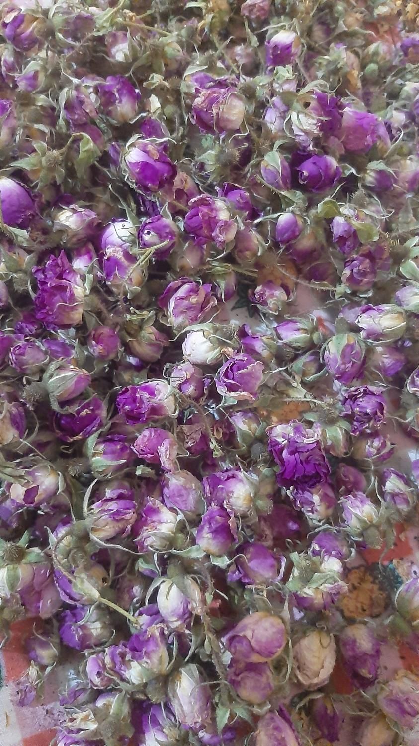 گلبرگ و غنچه گل محمدی خشک شده|خوردنی و آشامیدنی|تهران, شهرک چیتگر|دیوار
