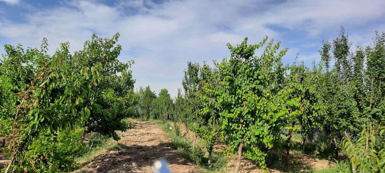 فروش زمین باغی ۲۱۵ متری در کریم‌آباد|فروش زمین و ملک کلنگی|تهران, کریم‌آباد|دیوار