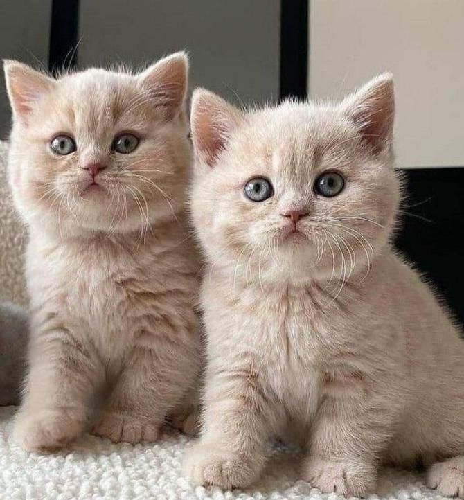 زیباترین مخلوقات بچه گربه ها|گربه|اصفهان, احمدآباد|دیوار