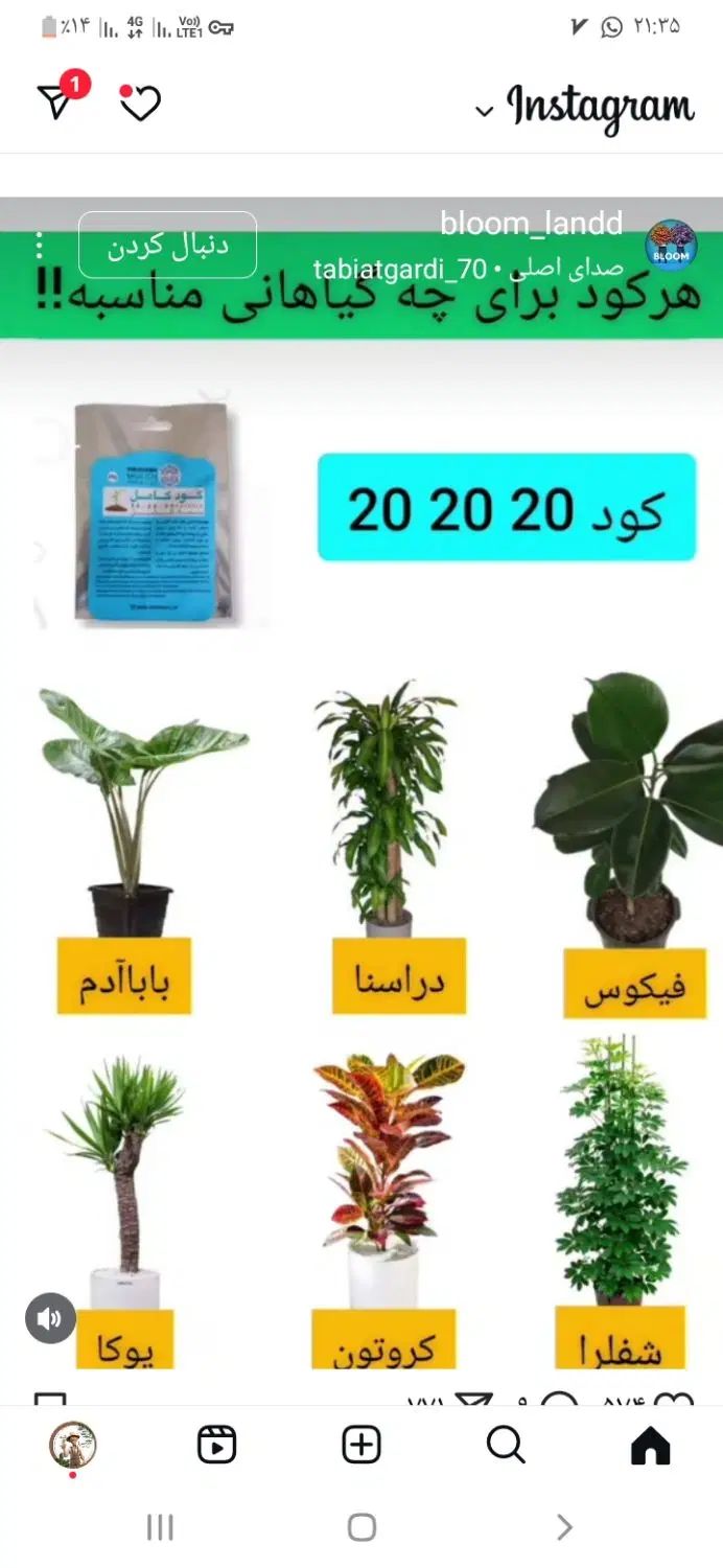 گل وگلدان آپارتمانی،تعویض خاک ،ویزیت ، درمان|خدمات باغبانی و درختکاری|کرمان, |دیوار