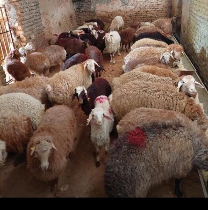 فروش گوسفند زنده بهداشتی از بهترین نژادها|حیوانات مزرعه|مشهد, گلبرگ شمالی|دیوار