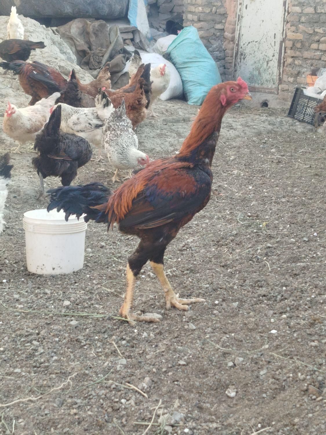 خروس لاری اوشامو|حیوانات مزرعه|سبزوار, قصبه شرقی|دیوار