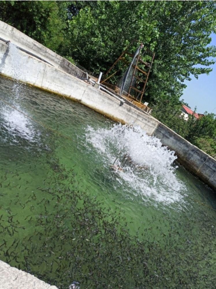 استخر پرورش ماهی سردابی|فروش دفتر صنعتی، کشاورزی، تجاری|شاندرمن, |دیوار