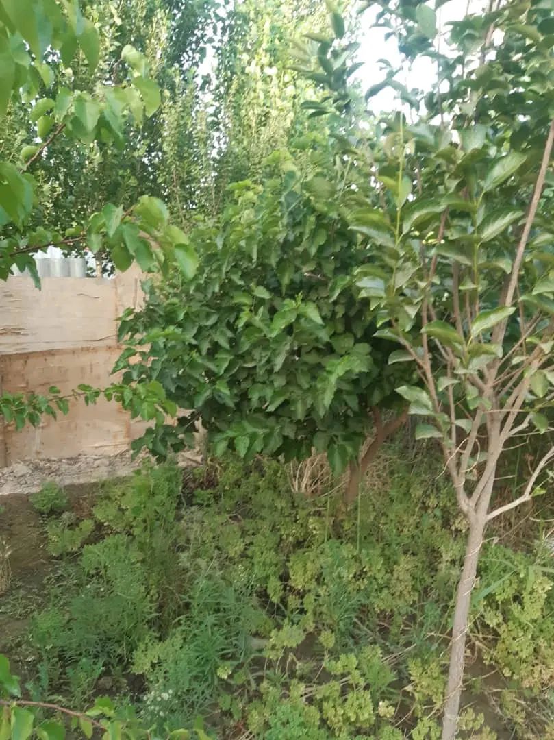 فروش زمین ۵۰۰ متری در بهمن آباد اسلامشهر|فروش زمین و ملک کلنگی|اسلام‌شهر, زرافشان|دیوار