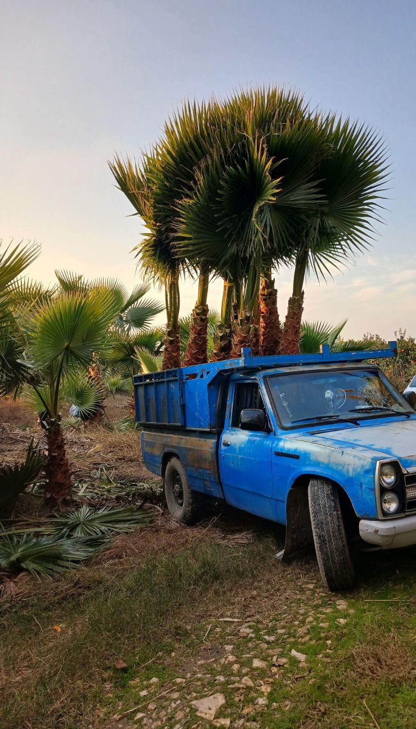 آقای پالم تهران همیشه سبز|گل و گیاه طبیعی|تهران, دربند|دیوار