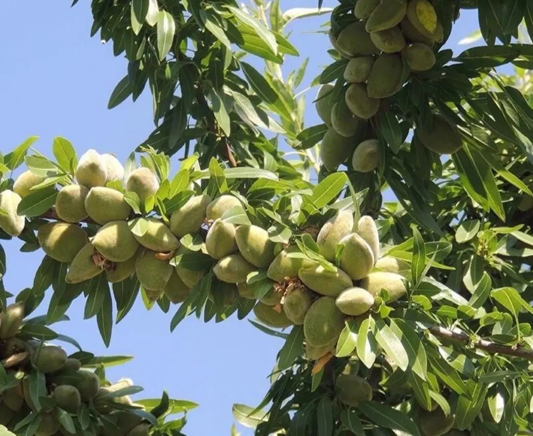 نهال های سنگی و‌کاغذی ارقام بادام های نژادبرتر اصل|خدمات باغبانی و درختکاری|تبریز, |دیوار