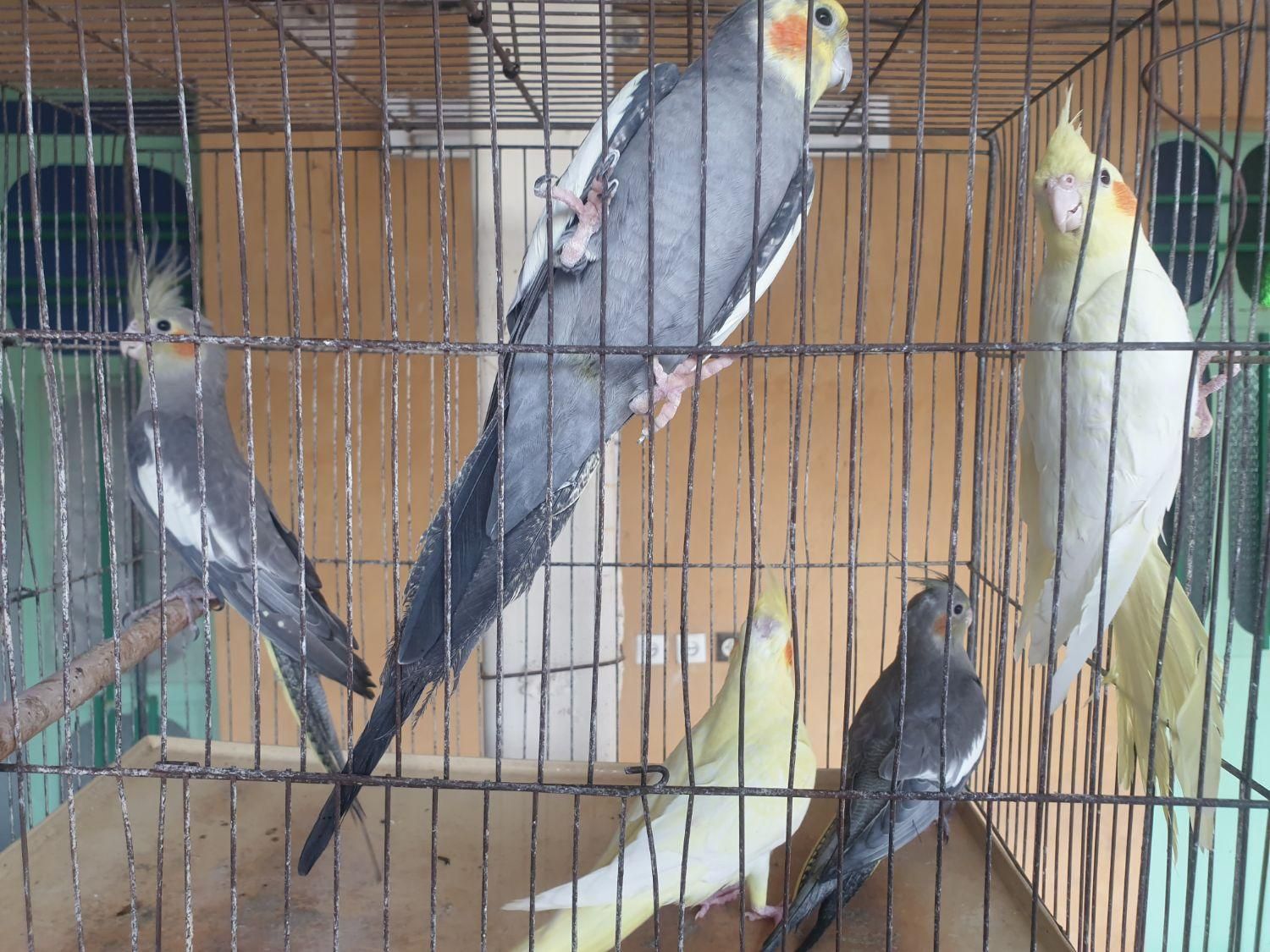 عروس هلندی|پرنده|دزفول, |دیوار