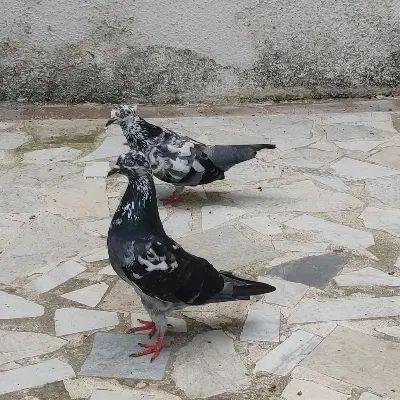 دو جفت کبوتر|پرنده|رشت, جماران|دیوار