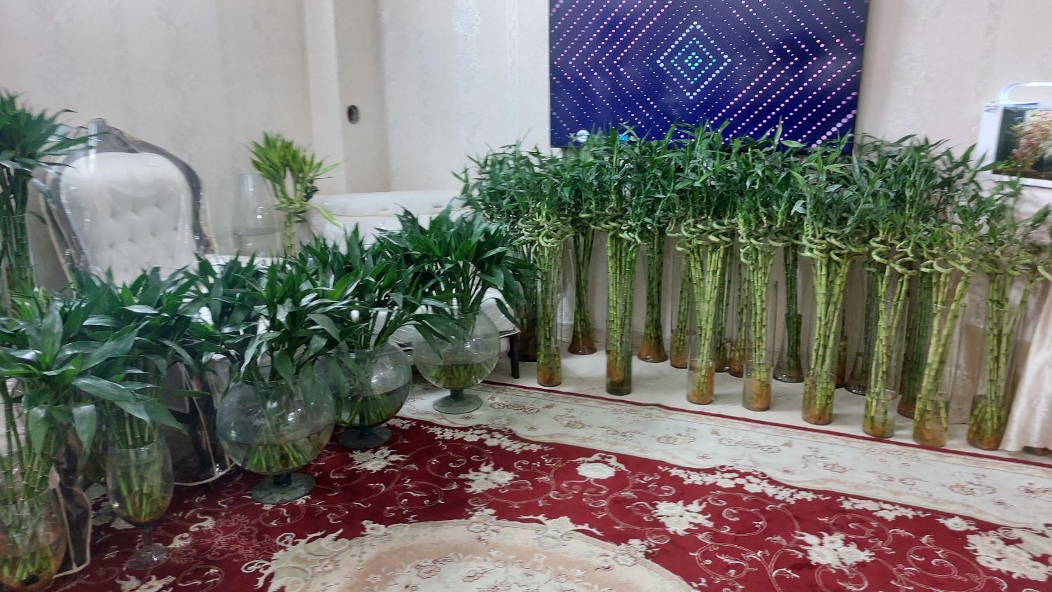 شیشه بامبوقطره بامبوبامبو بدون پیچ و پیچدار|گل و گیاه طبیعی|مشهد, شهید مطهری|دیوار