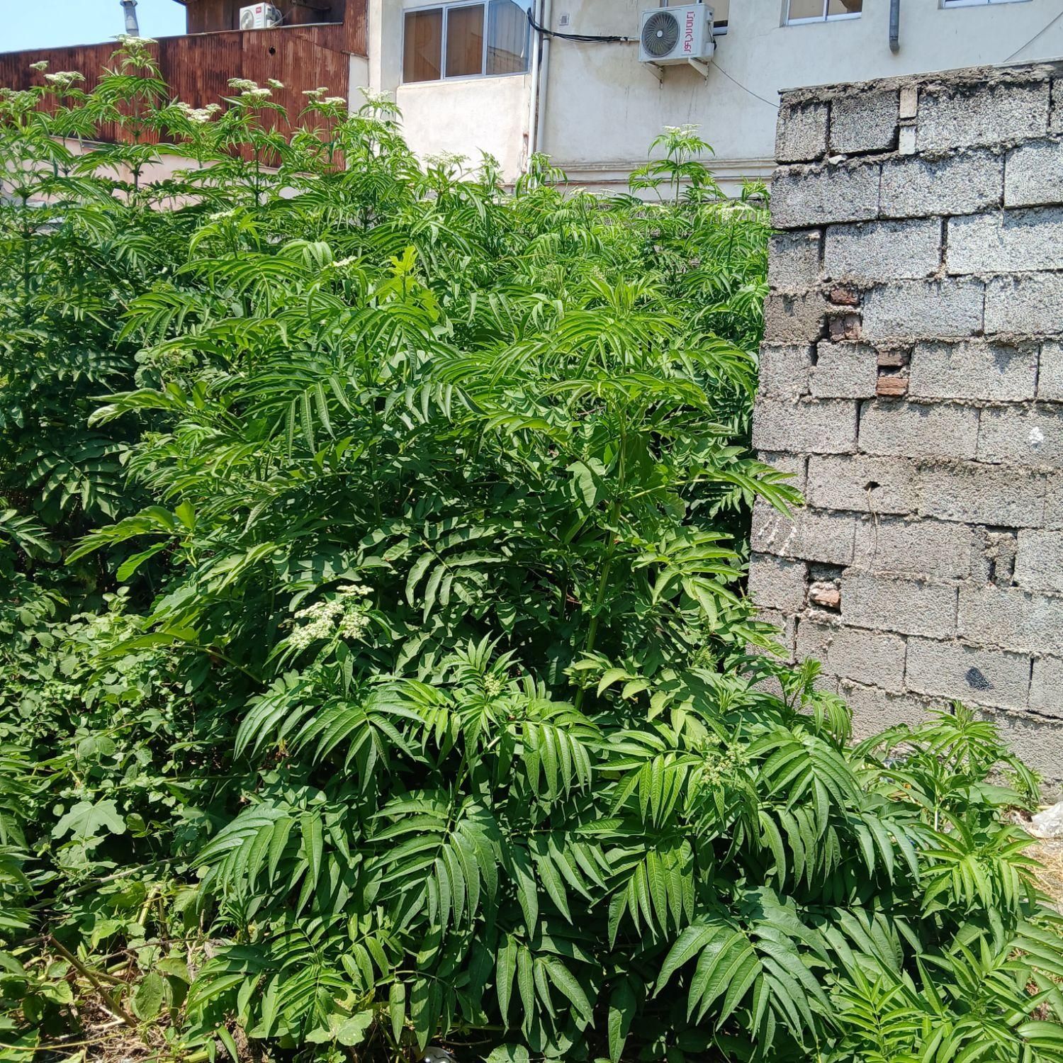 فروش  یا مشارکت برای ساخت یک قطعه زمین ۱۰۳ متری|فروش زمین و ملک کلنگی|رشت, کوی جام جم|دیوار