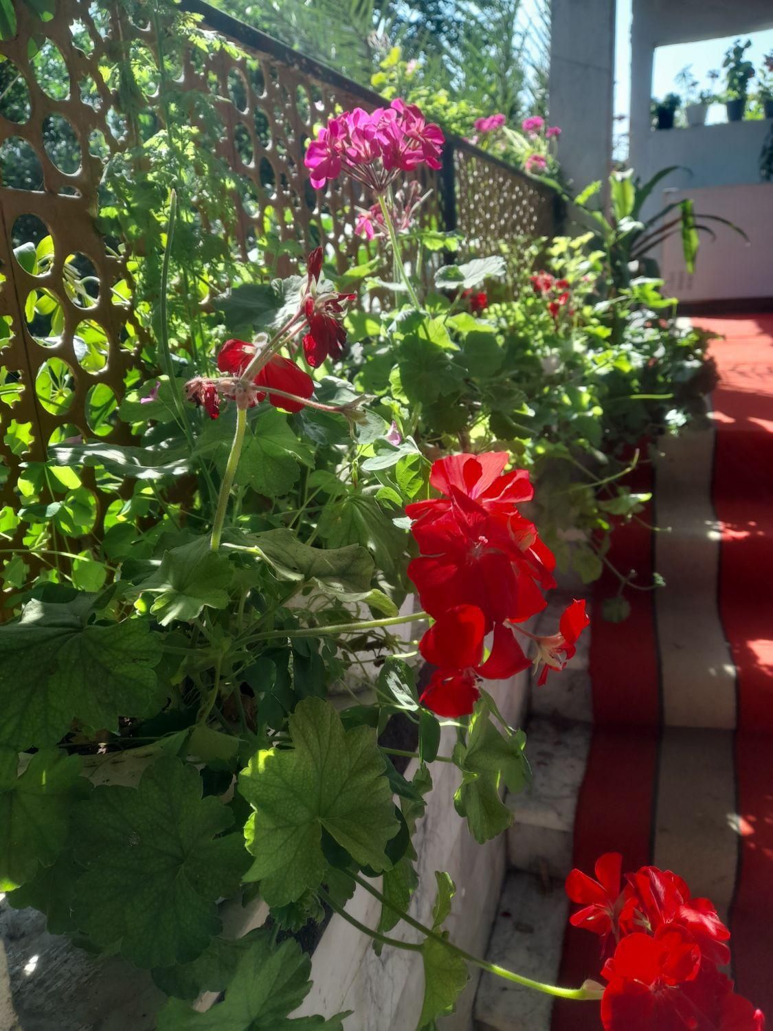 اجاره روزانه/هفتگی/ماهانه ویلا سوییت ۱۳۰متری دربست|اجارهٔ کوتاهمدت ویلا و باغ|چوبر, |دیوار