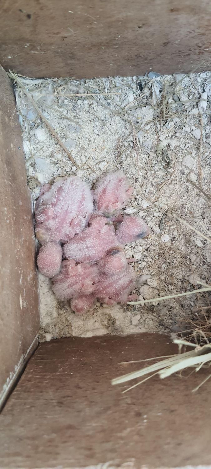 پرنده طوطی کوتوله برزیلی سیراف|پرنده|بندر کنگان, |دیوار