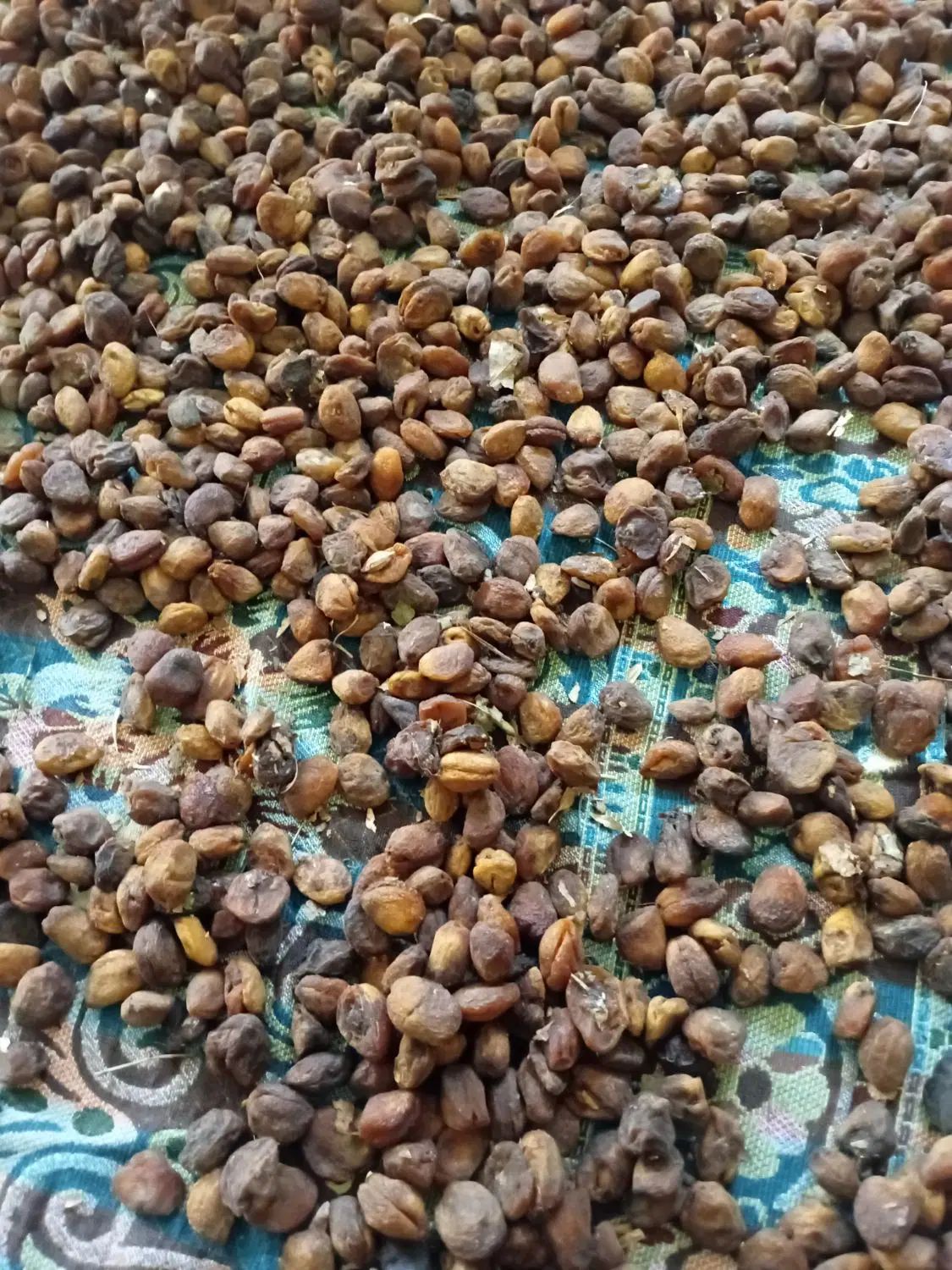 زردآلو خشک ارگانیک که بطور سنتی و طبیعی خشک شده|خوردنی و آشامیدنی|قدس, زرنان پایین|دیوار
