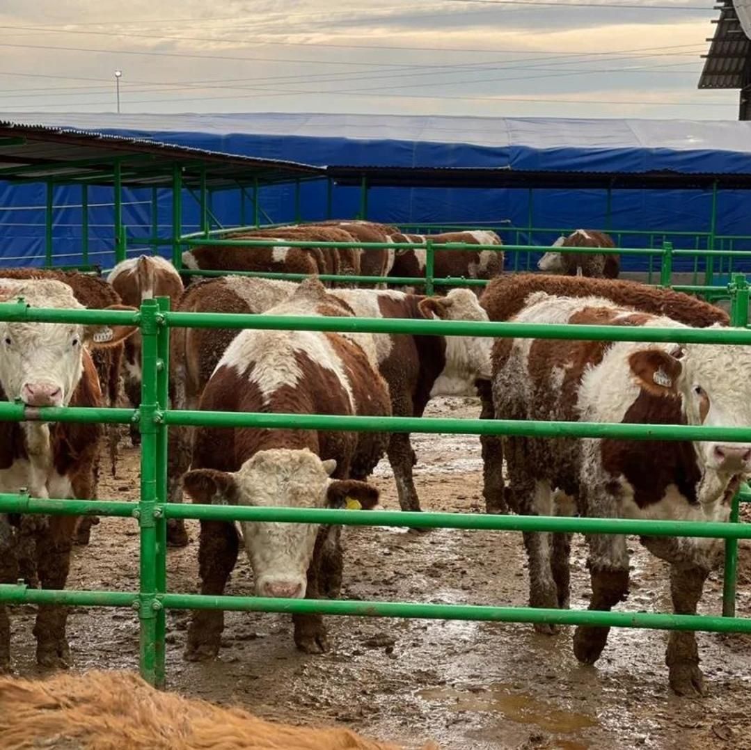 برای قیمت انواع گوساله سبک‌‌‌فقط تماس بگیرد|حیوانات مزرعه|بندر ترکمن, |دیوار