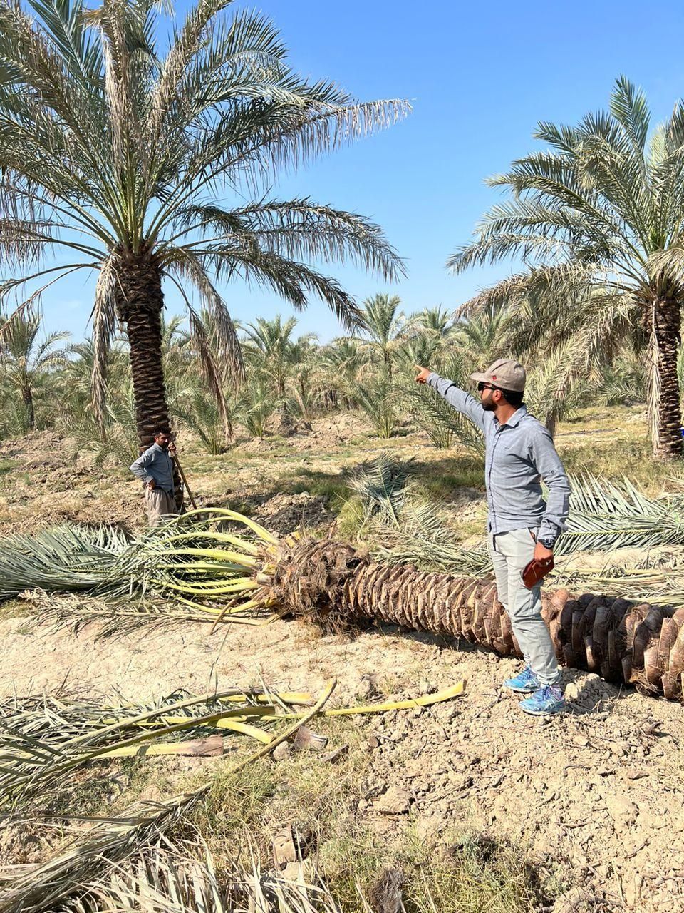 درخت نخل خوب میخای ما رو پیدا کن|خدمات باغبانی و درختکاری|آبپخش, |دیوار