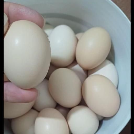 تخم نطفه دار برهما|حیوانات مزرعه|سنگر, |دیوار