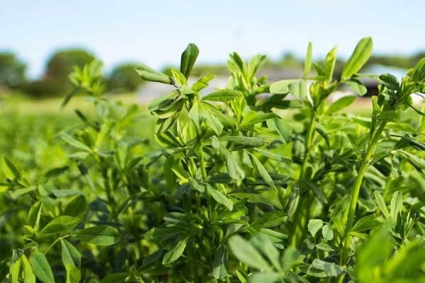 17 تنی یونجه و کاه قاطی|خدمات باغبانی و درختکاری|مریوان, |دیوار