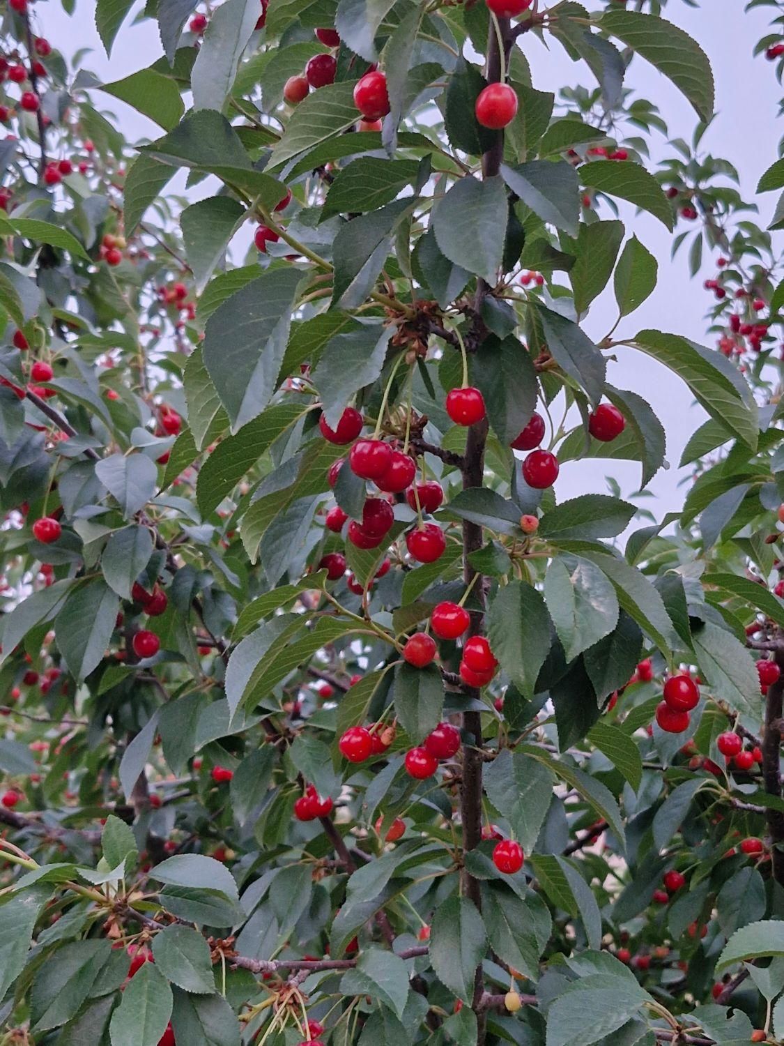 300 متر باغچه با مجوز ساخت ویلا دماوند آبسرد|فروش زمین و ملک کلنگی|تهران, امام حسین|دیوار