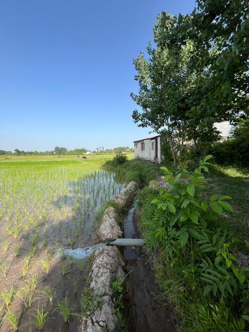 برنجکاری ۳۵۰۰ متر سنتی  چسبیده به مسکونی رشت سنگر|فروش زمین و ملک کلنگی|کوچصفهان, |دیوار