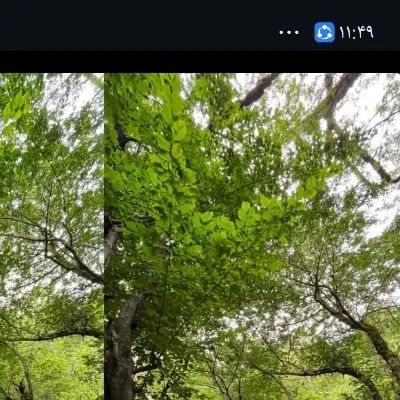 زمین مسکونی در رشت آتشگاه به فروش میرسد|فروش زمین و ملک کلنگی|رشت, آتشگاه|دیوار
