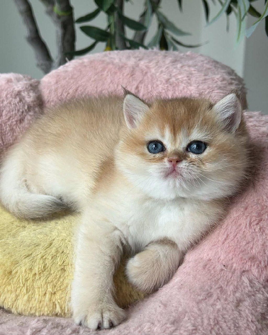 شهر گربه های بانمک ( پرشین اسکاتیش بریتیش )|گربه|شیراز, دروازه اصفهان|دیوار