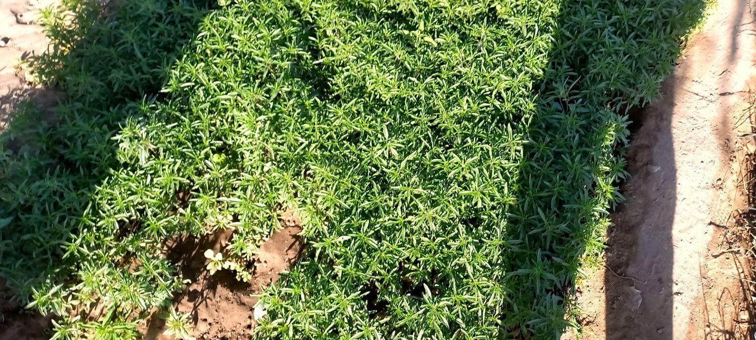 سبزی خشک و سبزی خوردن|عمده‌فروشی|نیشابور, شهرک اندیشه|دیوار