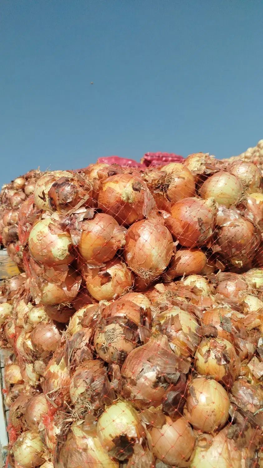 پیاز به قیمت مناسب زیر قیمت میدان تره بار|خوردنی و آشامیدنی|رباط‌کریم, رباط‌کریم|دیوار
