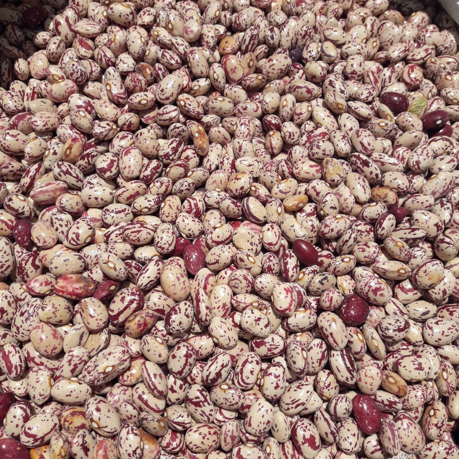 لوبیا چیتی درجه یک بذری|خوردنی و آشامیدنی|سراب, |دیوار