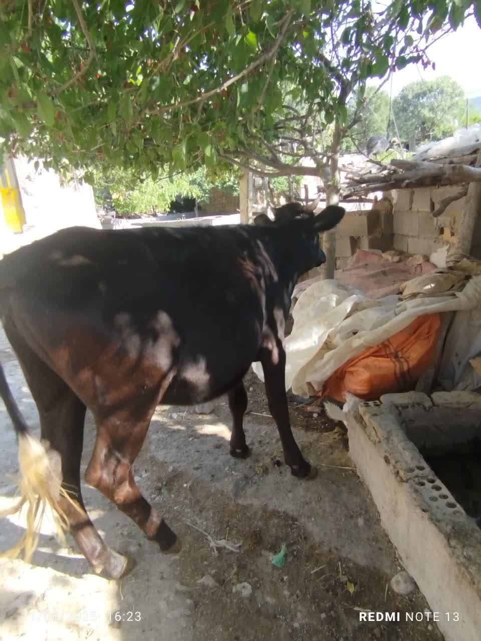 گاوه 7ماه آبستن|حیوانات مزرعه|یاسوج, |دیوار