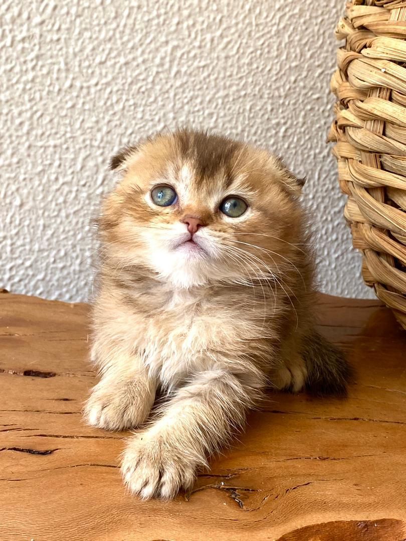 گربه های گوگولی و اصیل (پرشین بریتیش اسکاتیش)|گربه|بندرعباس, |دیوار