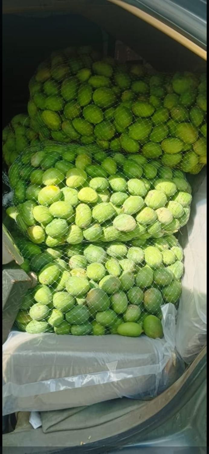 انبه بدون هسته،سپستان،میناب ورودان،ترشی انبه دریزد|خوردنی و آشامیدنی|یزد, |دیوار
