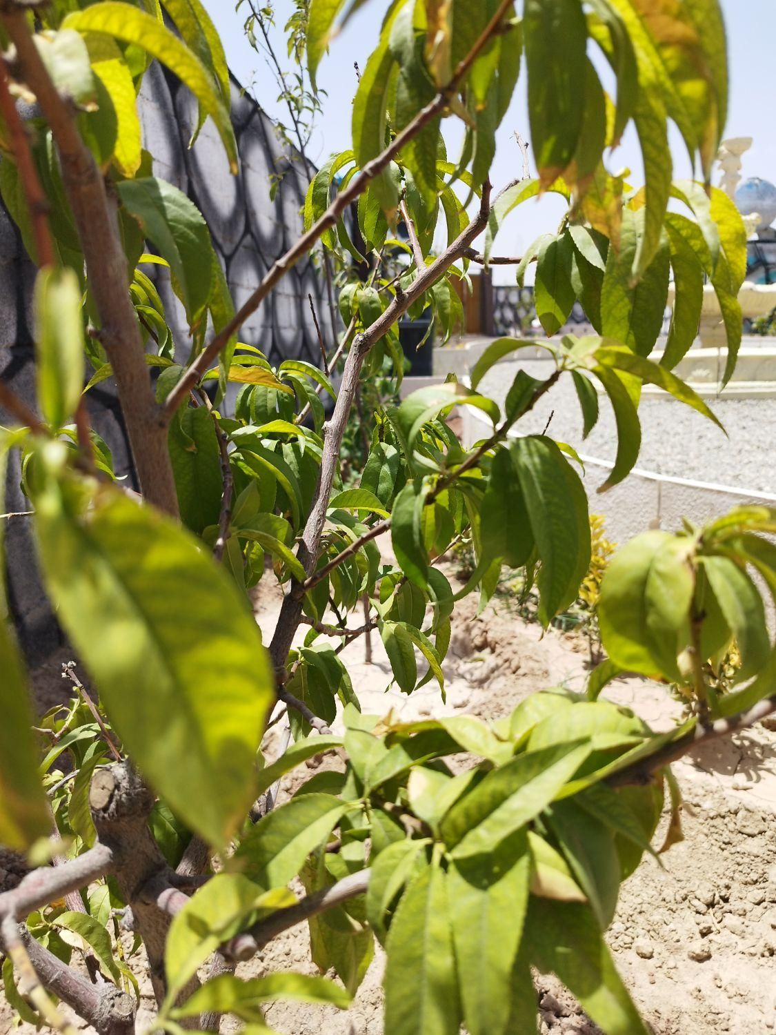 فروش باغچه ۱۷۵ متری سنددار تهاتر دارم|فروش زمین و ملک کلنگی|شهریار, |دیوار