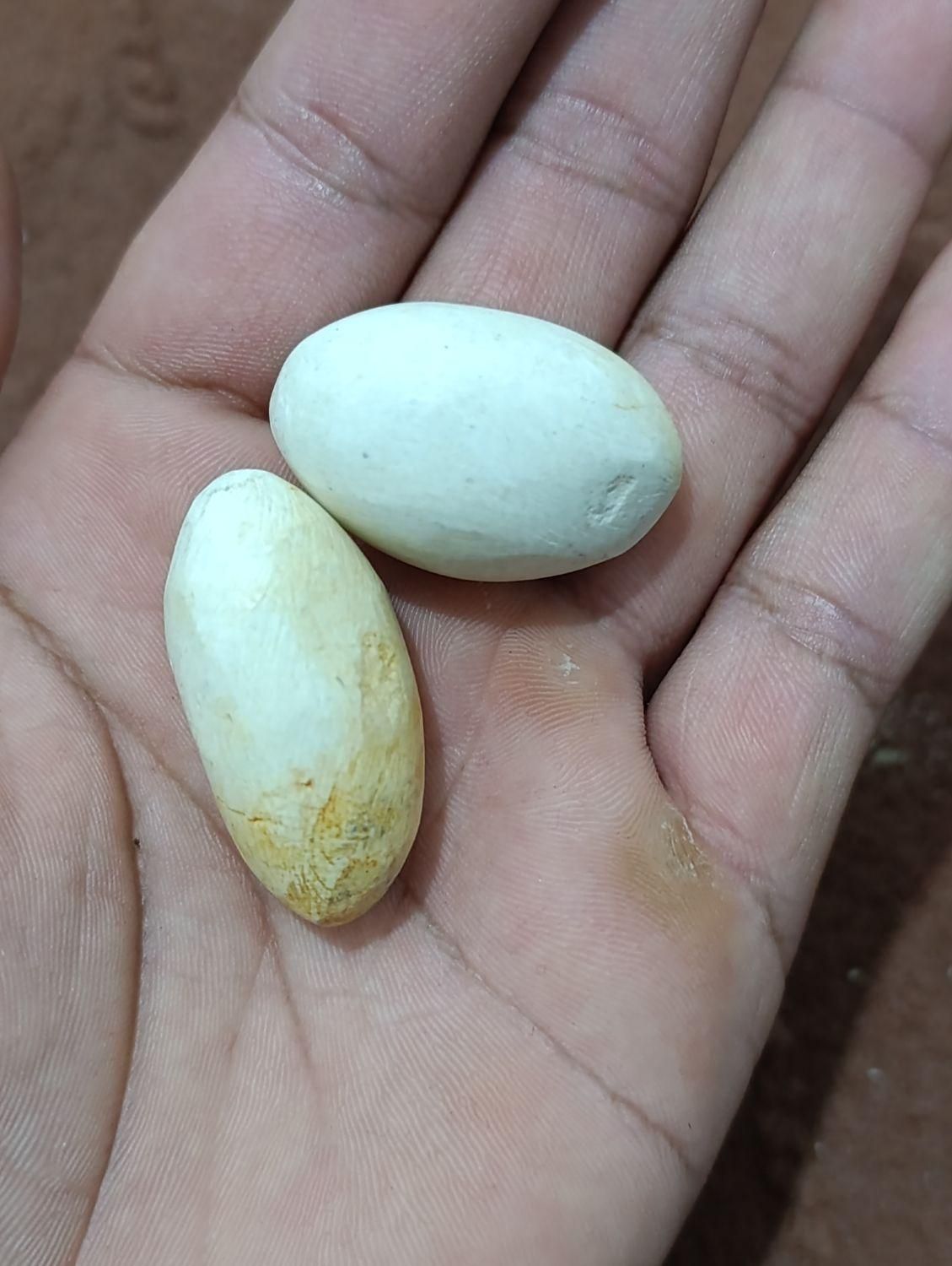 سنگ پاکستانی|جواهرات|فاضل آباد, |دیوار