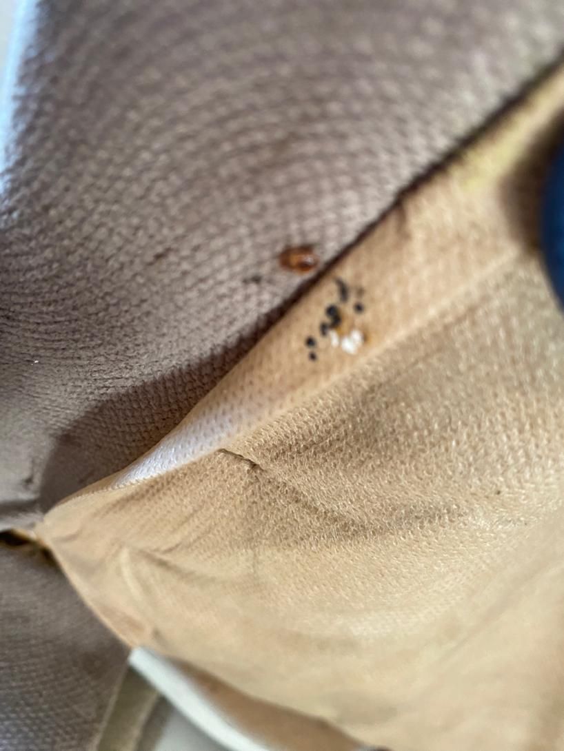 سمپاشی ساس سوسک منازل تضمینی بامجوز بهداشت وضمانت|خدمات نظافت|ماهدشت, |دیوار