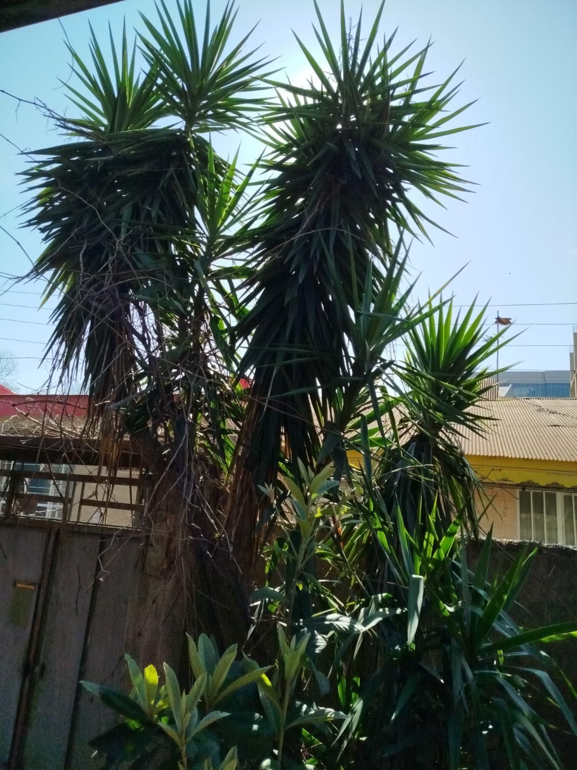 فروش خانه ویلای ۲ خوابه در منظریه۲۰۰متری|فروش خانه و ویلا|رشت, منظریه|دیوار