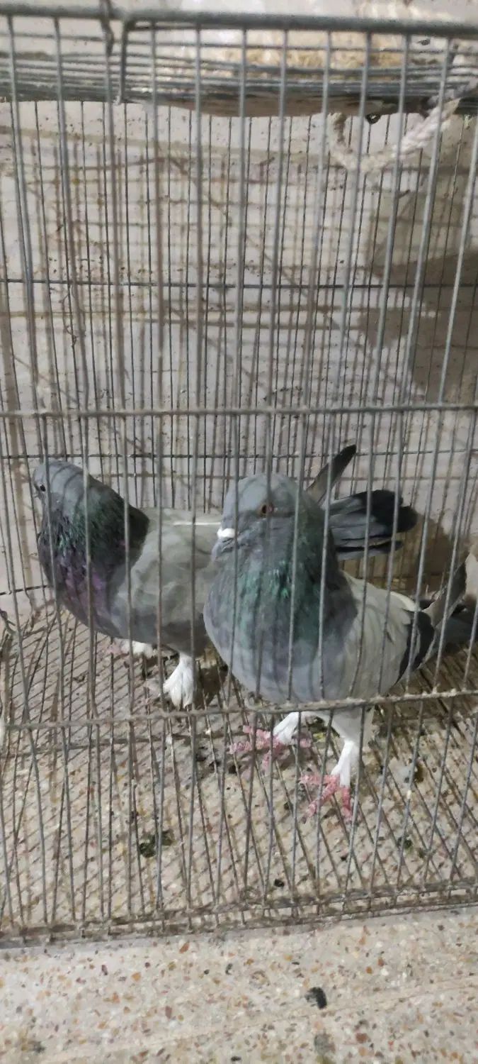 اصفهانی چهارده دم|پرنده|اصفهان, ارغوانیه|دیوار