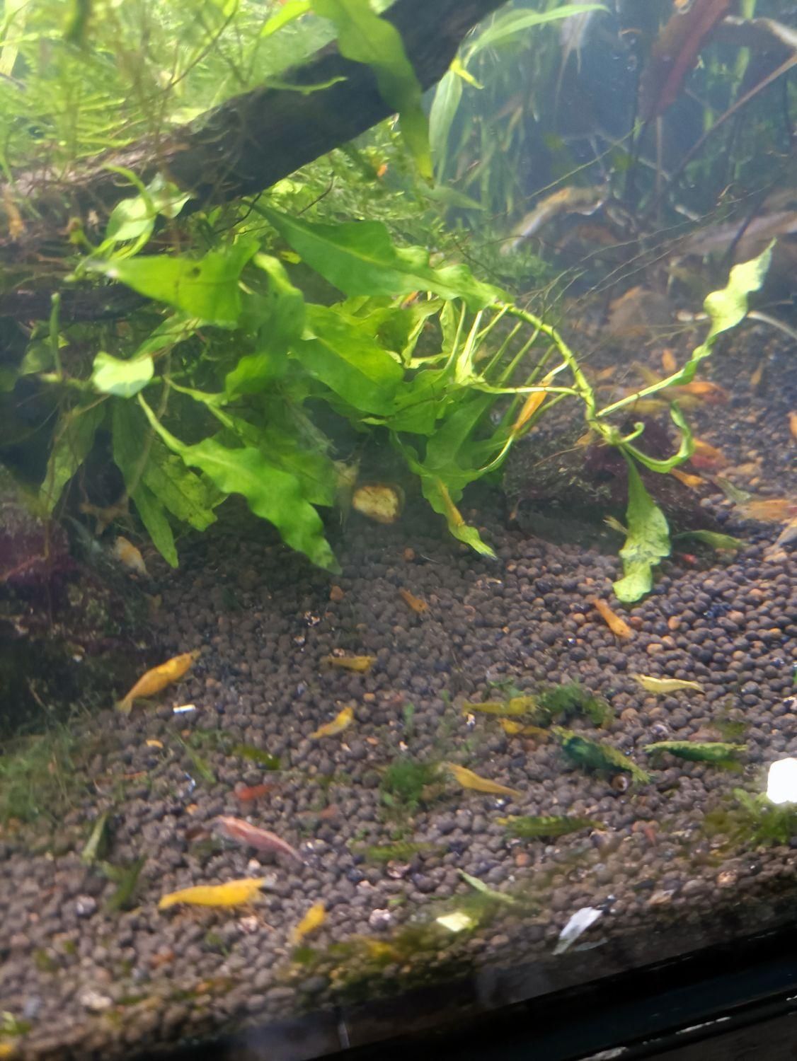 میگو و گیاه آکواریوم شریمپ گیاه کریپتون گندمی|ماهی|شیراز, شهرک جماران|دیوار