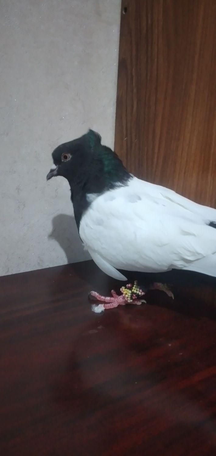 کفتر سینه ای|پرنده|گرمدره, |دیوار