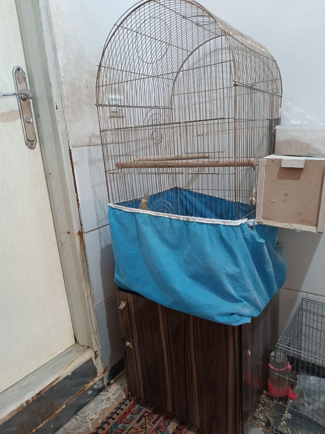 عروس مولد|پرنده|اراک, |دیوار